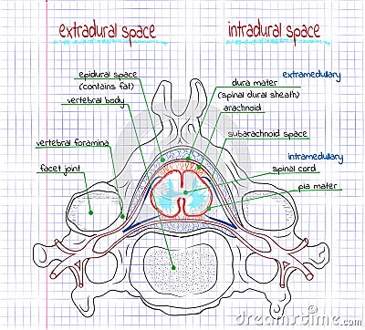 Illustration of the structure of the human spine Vector Illustration