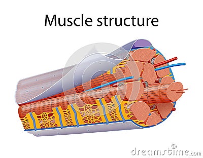 Illustration of Structure Skeletal Muscle with sarcomere Stock Photo