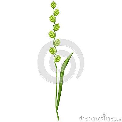 Illustration of stylized cereal grass. Decorative meadow plant. Twig for design and decoration. Vector Illustration