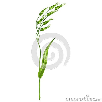 Illustration of stylized cereal grass. Decorative meadow plant. Twig for design and decoration. Vector Illustration