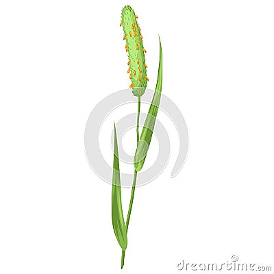 Illustration of stylized cereal grass. Decorative meadow plant. Twig for design and decoration. Vector Illustration