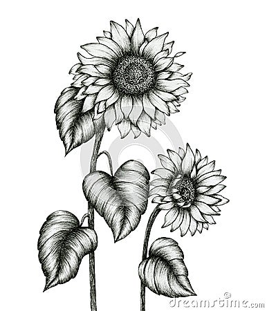 Sunflower hand drawn illustration isolated on white, black and white floral ink pen sketch, vintage monochrome realistic sunflower Cartoon Illustration