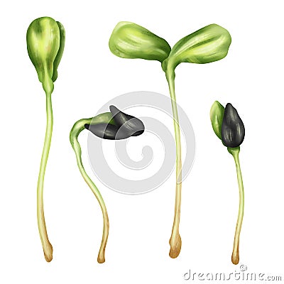 Illustration of sunflower micro-greenery in watercolor style. Young seed seedlings, a useful supplement to food. Clipart on a Stock Photo