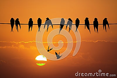 Swallows on the wire at sunset Stock Photo