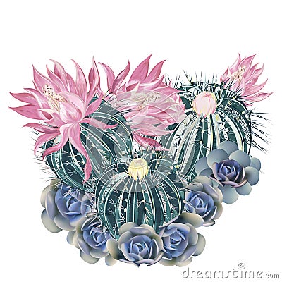 Illustration, T-shirt print with pink blooming cactus and blue succulents Stock Photo