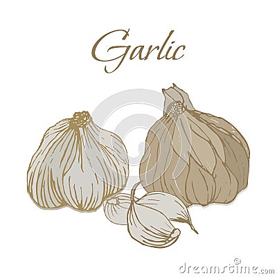 Illustration of Tasty Veggies. Vector Garlic Vector Illustration