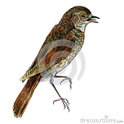 Illustration of thrush nightingale bird isolated on white background Stock Photo