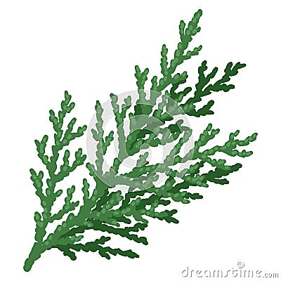 Illustration of thuja branch. Merry Christmas and Happy New Year plant. Vector Illustration