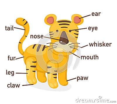 Illustration of tiger vocabulary part of body Vector Illustration