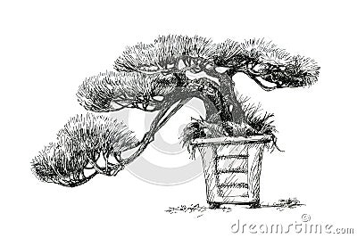Coniferous bonsai in a square bowl. Oriental style, ink drawing. Stock Photo