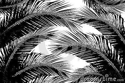 Illustration with tree silhouette coconut leaves on white background. Stock Photo