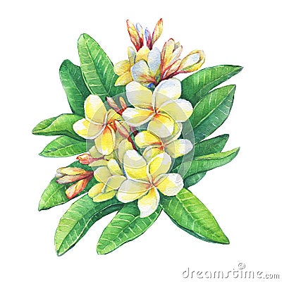 Illustration of tropical resort flowers frangipani plumeria. Stock Photo