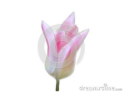 Illustration of tulip in the style of oil painting Stock Photo