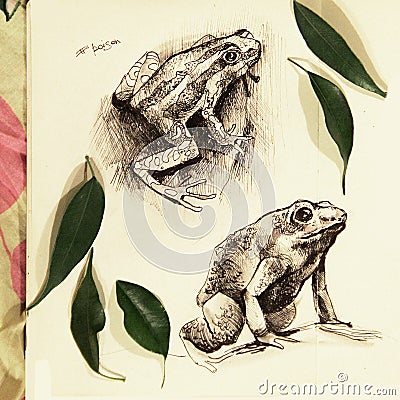 Illustration of two frogs drawn in pencil Stock Photo