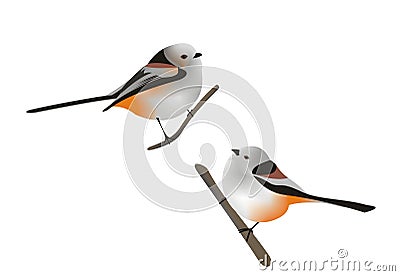 Illustration of two long-tailed tits Aegithalos caudatus Vector Illustration