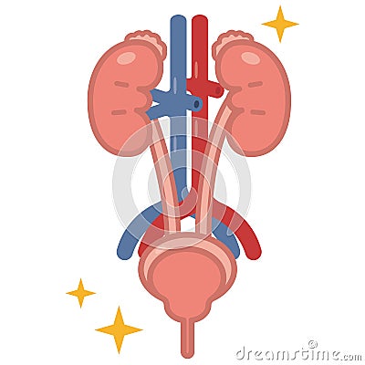 Illustration of urology Vector Illustration