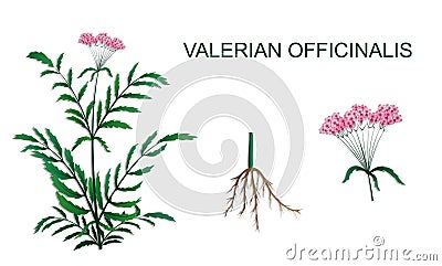 Illustration of Valeriana officinalis Vector Illustration