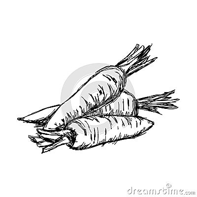 Illustration vector doodle hand drawn of sketch carrot isolated. Vector Illustration