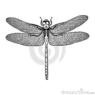 Illustration vector hand draw doodles of black dragonfly isolate Vector Illustration