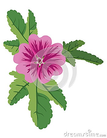 Illustration of vector mauve flower malva Vector Illustration