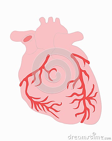 Medical drawings, heart Vector Illustration
