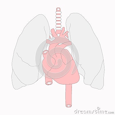 Medical drawings, heart and lungs Vector Illustration