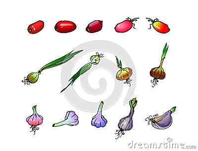 Illustration of vegetables, onion, garlic, tomato Vector Illustration