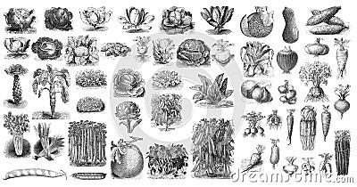 Illustration of vegetables on a white background. Stock Photo