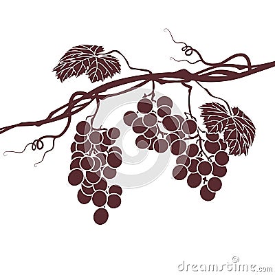 Illustration of the vine on a white background Vector Illustration