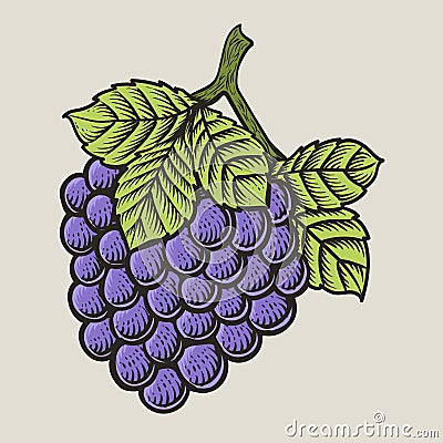 Illustration vintage grape fruit with engraving style Vector Illustration