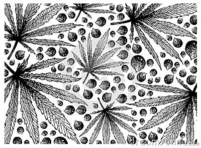 Hand Drawn of Hemp Leaf and Seeds Background Vector Illustration