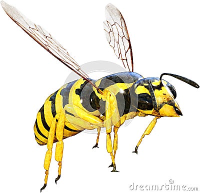 Wasp, Bee, Insect, Bug, Isolated Stock Photo