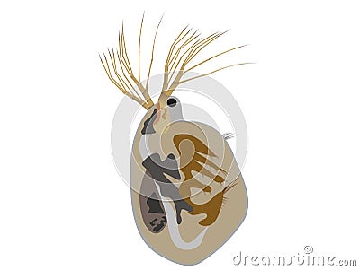 Illustration of the water flea, Simocephalus vetulus Vector Illustration