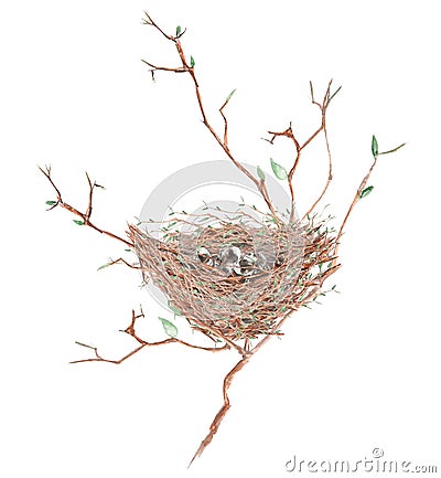 Illustration of the watercolor bird nest with eggs on the tree branches, hand drawn on a white background Stock Photo