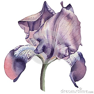 Illustration with watercolor flower. Iris. Stock Photo