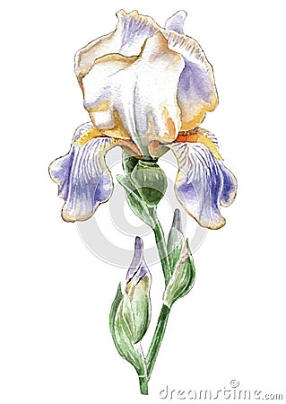 Illustration with watercolor flower. Iris. Stock Photo