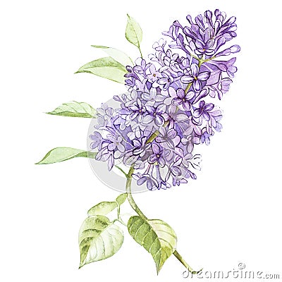 Illustration in watercolor of a Lilac flower blossom. Floral card with flowers. Botanical illustration. Cartoon Illustration