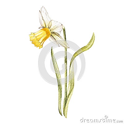 Illustration in watercolor of a Narcissus flower blossom. Floral card with flowers. Botanical illustration. Cartoon Illustration