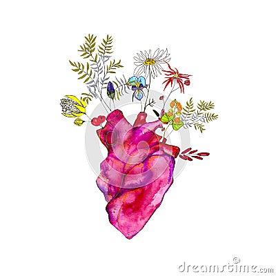 Illustration of a watercolor scarlet heart with flowers Isolated Stock Photo