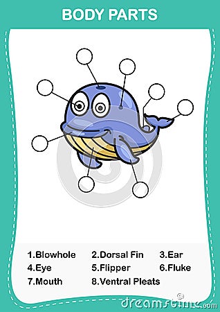 Illustration of whale vocabulary part of body Vector Illustration