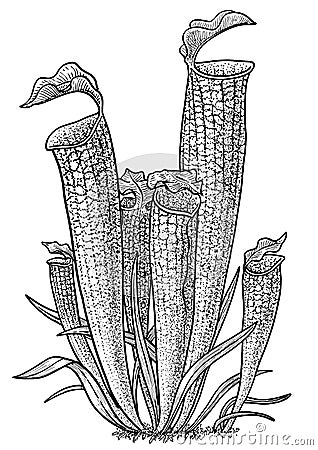 Carnivorous plant, pitcher plant illustration, drawing, engraving, ink, line art, vector Vector Illustration