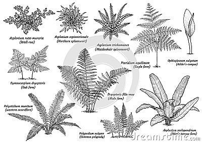 Fern collection illustration, drawing, engraving, ink, line art, vector Vector Illustration