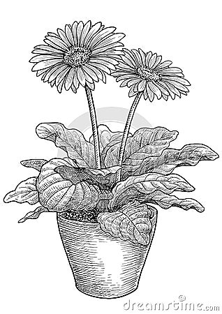 Gerber`s flower illustration, drawing, engraving, ink, line art, vector Vector Illustration