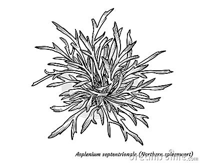 Northern spleenwort fern illustration, drawing, engraving, ink, line art, vector Vector Illustration