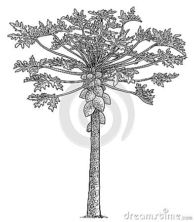 Papaya tree illustration, drawing, engraving, ink, line art, vector Vector Illustration