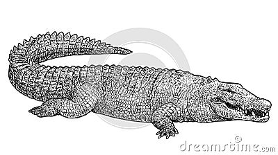 Saltwater crocodile illustration, drawing, engraving, ink, line art, vector Vector Illustration