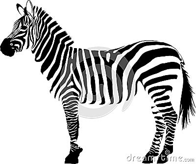 Illustration white and black animal zebra vectorin white background Vector Illustration
