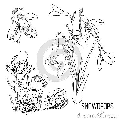 Illustration of white with black drawing contour sketch of snowdrop. Graphic design isolated object for spring Vector Illustration