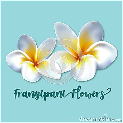 White Exotic Frangipani Flowers also known as White Plumeria Stock Photo