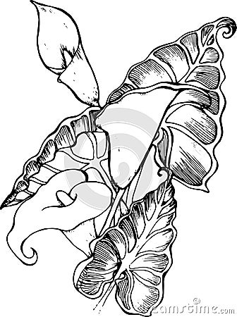 Illustration of white spathiphyllum. A symbol of beauty and refinement. Vector Illustration
